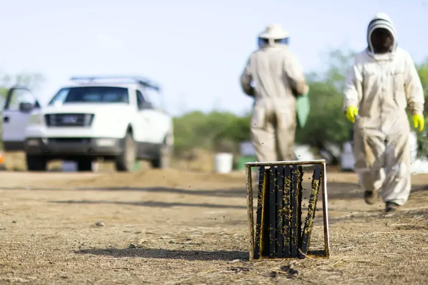 Tratamiento de abejas y enjambres en Viladecans — BioPest