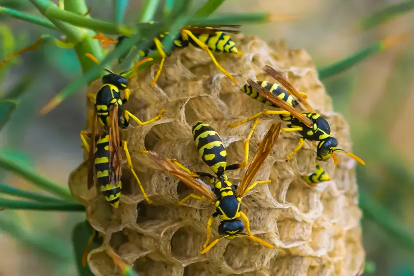 Tratamiento de avispas en Viladecans — BioPest